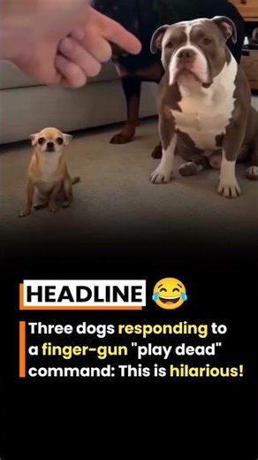 Three dogs responding to a finger-gun "play dead" command.