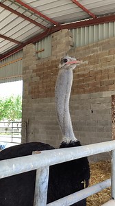 Avez vous déjà entendu le cri du mâle autruche ?? Messieurs gonfle leurs cou pour en sortir un bruit sourd, idéal pour séduire leurs dames 👩‍❤️‍💋‍👨 Ce son s'appelle le booming ☺️ | Le Père Louis - Elevage d'autruches et Ferme Pédagogique