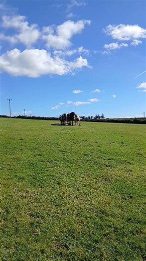 4.7K views · 186 reactions | Bob learning about chain harrowing with (the inevitable) Gwen. Moo is also along to look and learn before taking his turn. These chaps will be heading home at the end of next week, where they will be working on a farm for people with additional needs. | Hitch In Farm Working Horses | Facebook