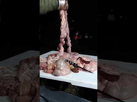 Cleaning Fresh Chitterlings Straight from the Pig the Right Way!! Southern Style!!(1)