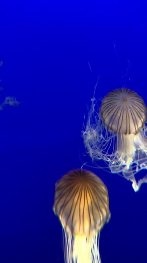 Project Dragonfly on TikTok