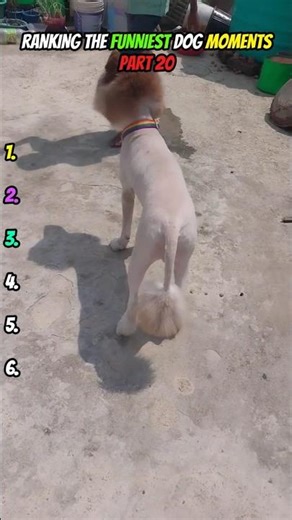 The Newest Dog Software Update Is Fully Broken 💀