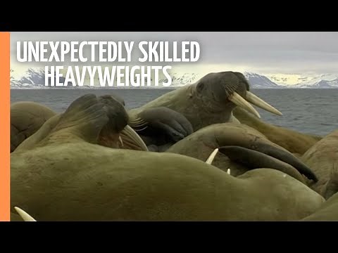 Walruses - Unexpectedly skilled Heavyweights | Full Documentary