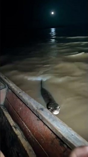 snapsave app 1372940797342865 hd