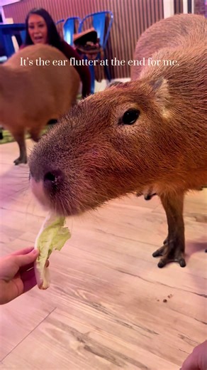 Capybara pull up in PCB at Wild Encounters - a capybara cafe. #capybara #capybaratiktok