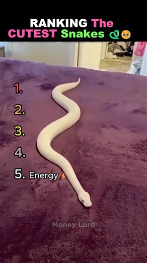 RANKING The CUTEST Snakes 🐍🥹