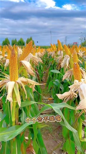 Unlock the Secrets of Small Scale Farming: A Farmers' Guide