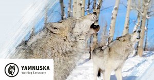 Support Wolfdogs | Yamnuska Wolfdog Sanctuary
