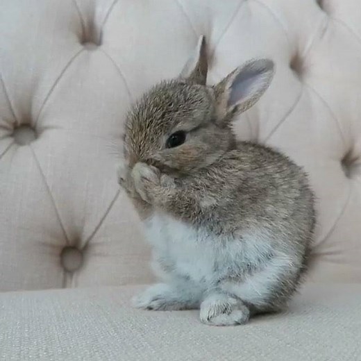 Hoppy Monday! Here's a little bunny to help get you through the day Video by @cottonbae on Instagram LIKE Cuteness.com if you LOVE cute animals! | Cuteness
