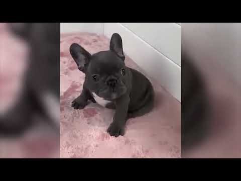 Funny animals pestering and parading to polish your positivity