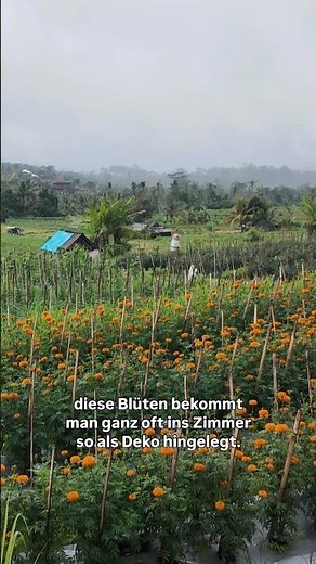 🇮🇩 Balis Opfergaben und Blüten: erklärt mit Profi-Halbwissen #bali #reisetipps