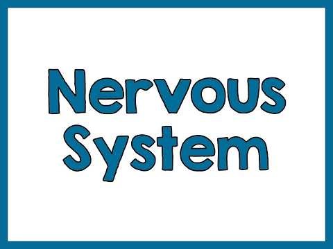 Anatomy and Physiology Curriculum- Unit 6- Central & Peripheral Nervous System