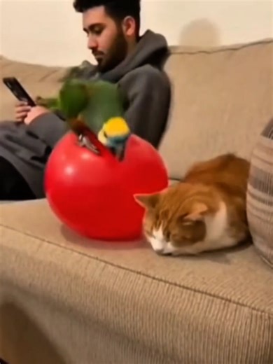 6 Most Interesting Funny Animal Videos