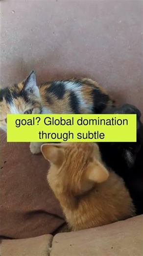 Cats Command Conquest #shorts
