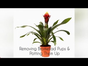 How To Remove A Bromeliad Pup And Potting Them Up
