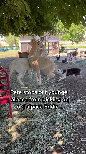 Eddie likes to pasture separate but we bring them up a couple hours to get used to judge. Pete shuts down bullying 😅 #bordercollie