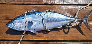 STATEMENT ON 27TH SESSION OF THE IOTC