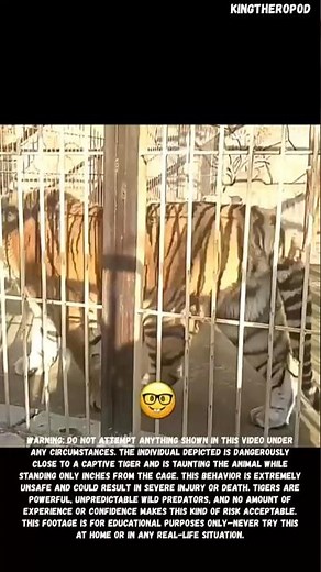 Huge captive Siberian tiger (Size comparison) #tiger #huge #size #comparison