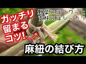 [How to tie hemp string] Introducing tips for making supports and training summer vegetables prop...