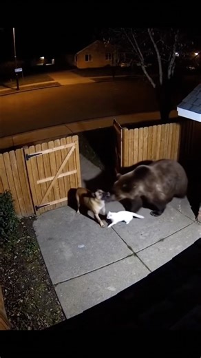 Unbelievable! Cat and Dog Chase Away Huge Bear | Security Camera Footage