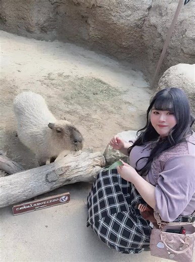 カピバラ生成とぽっちゃり女子の魅力