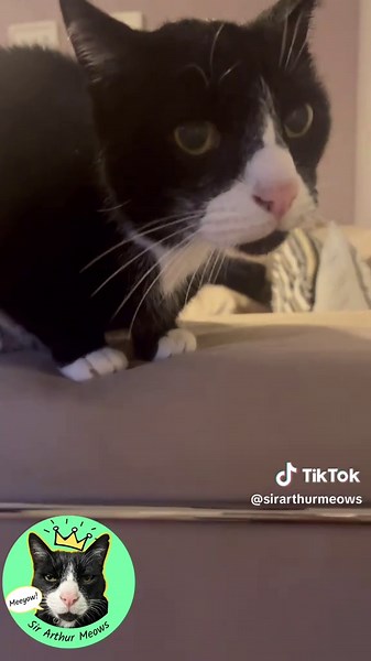 Personalized Meowgrams for Every Special Occasion