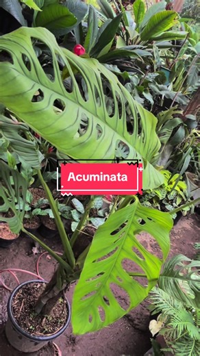Monstera acuminata🤩 #tukangbunga #petanibunga #petanitanaman #tanaman #tanamanhias #tanamanunik #monsteraacuminata #monstera #tanamanmonstera