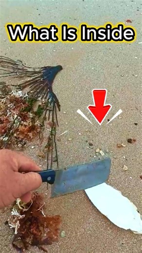Whats Inside Cuttlefish Bone?