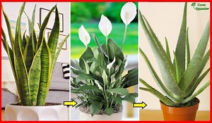 369K views · 10K reactions | La Nasa Revelo Que es URGENTE Que Todos...