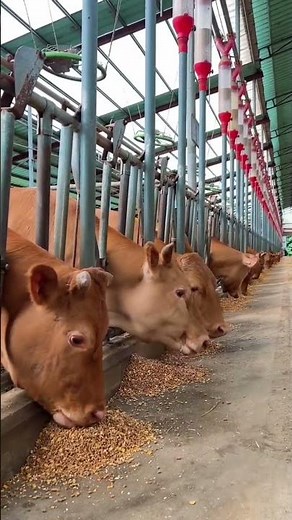 modern system of treating cattle without wasting feed