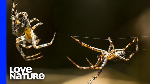 For female St Andrew’s Cross #Spiders, only the fittest males can court and mate with them 🕷️ And the disqualified pursuers? They become dinner 💀 | Love Nature