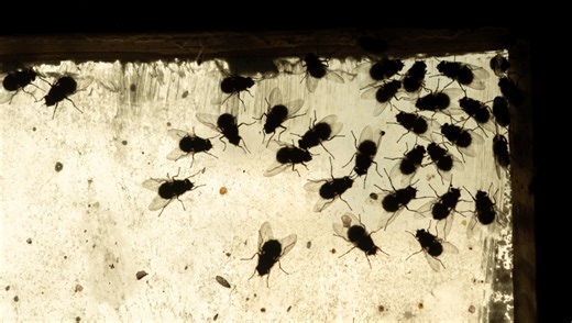 Rotting Fish, Eggs, And Rancid Garlic: Why Do Corpses Have Such A Distinctive Smell?