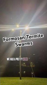 Formosan Termite Swarms