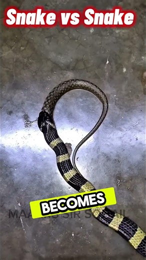 Banded Krait vs King Cobra: The Ending No One Expected! 😱🐍 #shorts #snakefight