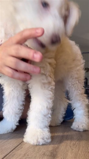 6 comments | Your house isn’t haunted… it’s just your teething puppy...