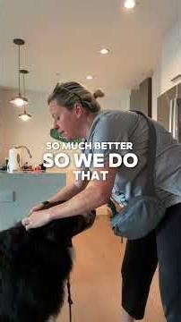 How to put on a gentle leader featuring Kona the Bernese Mountain Dog