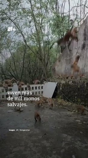 Turistas Graban una Rara “Lluvia” de Monos Bajando una Montaña - N+