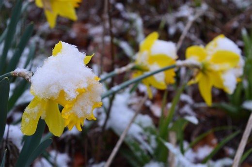 Polar vortex split to hit NY with cold. When does 'false spring' end?