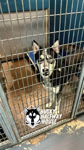 H3 Family….Last sweepstakes, you helped us do something incredible. We planned to rescue one husky but, through our Bring Love Home Sweepstakes we ended up saving 3 lives. ♥️ Dante, Blizzard, and Marbles! 🐺 Now, the Rescue Me Sweepstakes is going on until Sunday and this is your reminder that you can play a direct role in saving the next Husky we rescue. 🤩 For just $5 per entry, you’ll be entered for the chance to choose the next husky we save! How cool is that? 🙌🏼 ✔️ Any state (Excludes Ala