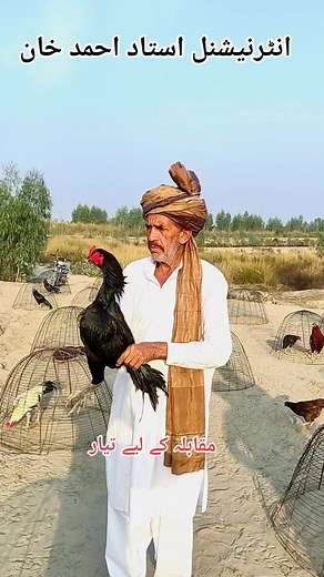 23K views · 1.9K reactions | Send me free star dear Frds #aseellovers #dkaseel #murgha #viralreels #fyp #reels | Dk Aseels kpk | Facebook