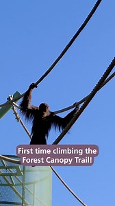 Watch Puspa and Kluet climb the Orangutan Forest Canopy Trail for the first time today! 🦧 Keeper Pij explains that Kluet and Puspa are much happier being neighbours rather than roommates, and this habitat allows them to use the area while giving each other space. The Orangutan Forest Canopy Trail was made possible thanks to a generous donor! | Adelaide Zoo