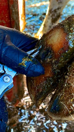 The pressure release!!! #everydayisexactlythesame #hoofcowboy #NIN #release #relief | The Hoof Cowboy