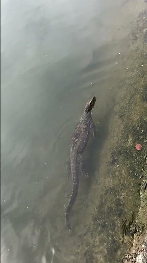 GIANT Asian Water Monitor is the World's Largest Lizard?