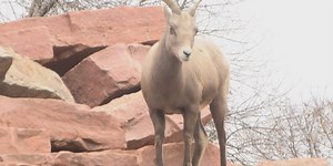 Wild Wednesday: Big Horn Sheep