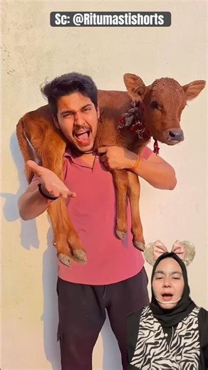 Sapi Minta RUMPUT ‼️ Ritumastishorts