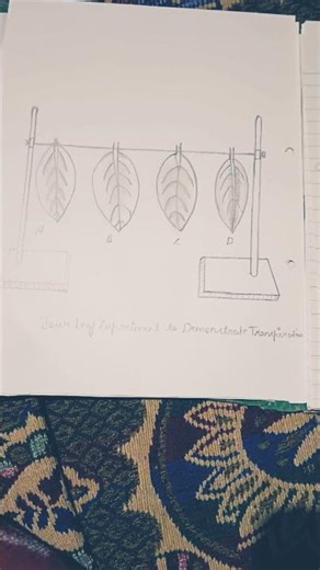 bsc 5th botany practical file 🗄️