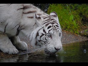 White tiger drinking water in style