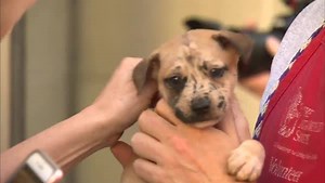 580K views · 6.5K shares | GOOD HOMES NEEDED! Dozens of pets from...