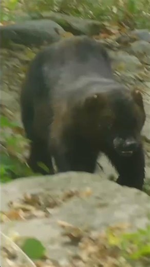 Wolverine at Columbus Zoo #zoo #animals