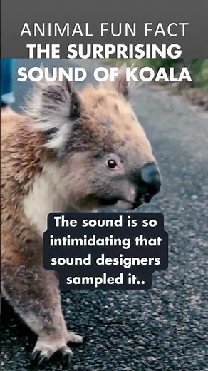 You Gonna Surprised How Koala Sound Like 🐨😅